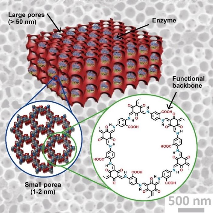 Ein hierarchisch aufgebautes, poröses COF für die Immobilisierung/Kopplung von Enzymen. © Thomas/UniSysCat, Wernerwerke