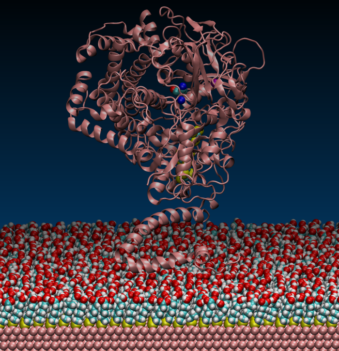 Simulation der Wechselwirkung eines Hydrogenase-Moleküls mit einer biokompatiblen Oberfläche für elektrochemische und spektroskopische Untersuchungen © Mroginski / UniSysCat